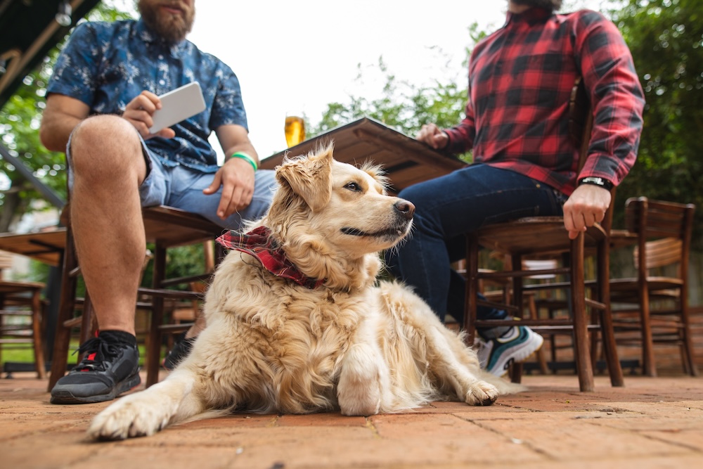 dog on a patio of a bar with two men