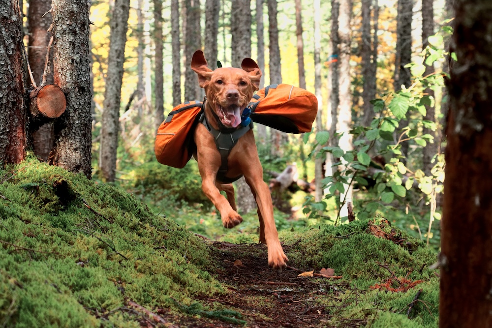 dog running down mountain trail